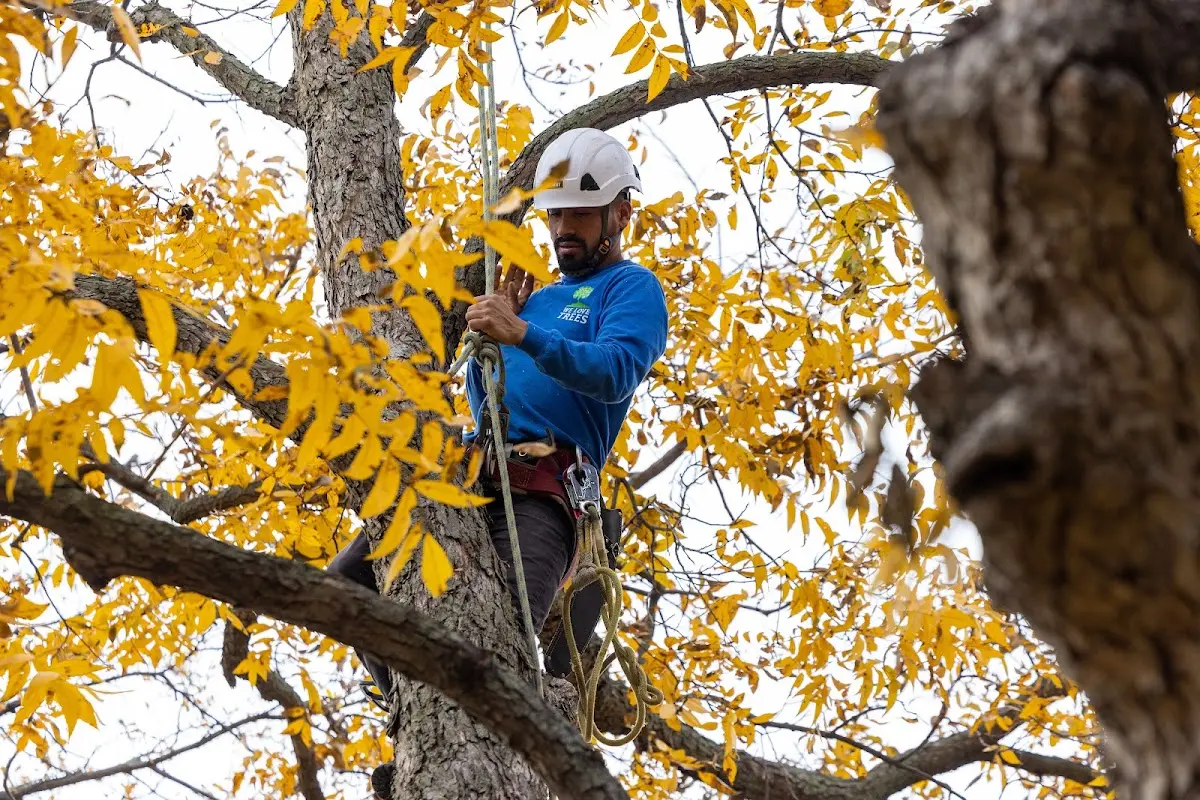 Skilled Tree Planing crew working in Mc Kinney