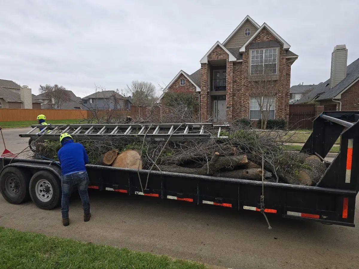 Expert Tree Pest Control with proper safety equipment in Mc Kinney